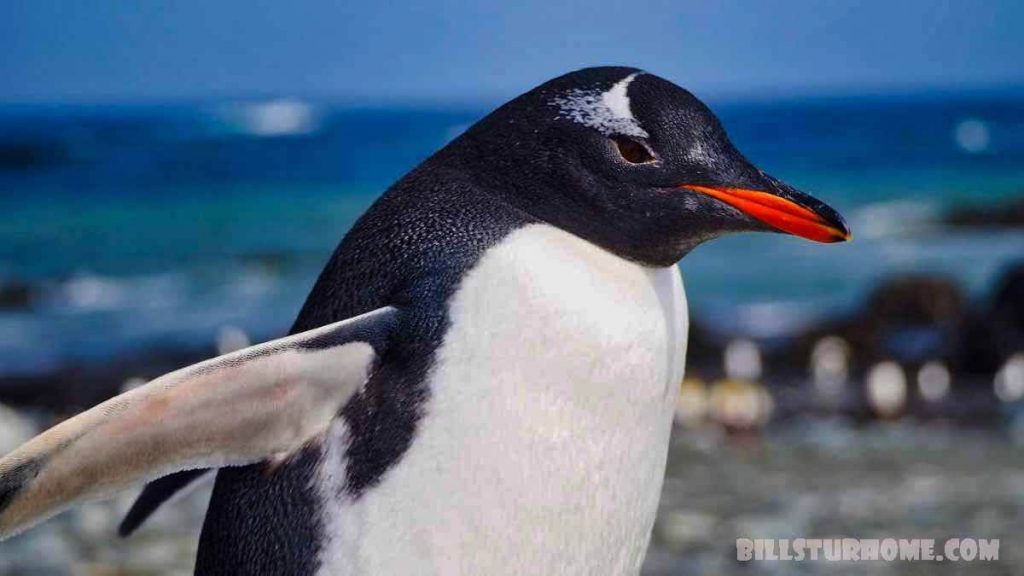 เพนกวิน Gentoo เป็นสี่สายพันธุ์ นักวิทยาศาสตร์กำลังเรียกร้องให้มีการสั่นคลอนอาณาจักรเพนกวินโดยกล่าวว่าเพนกวินเก็นทูเป็นสัตว์สี่ชนิด